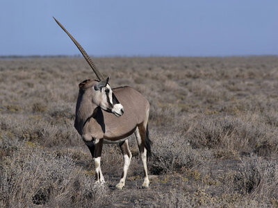 L'album de Henri, Oryx_gazella_ Gemsbok 