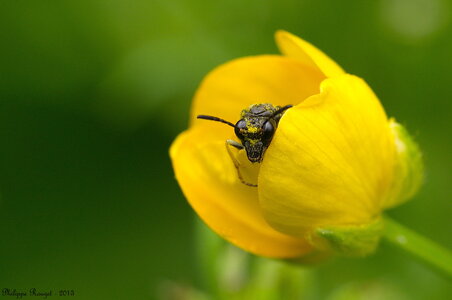 Macro, Orgie de pollen