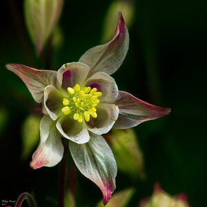 Macro, Ancolie