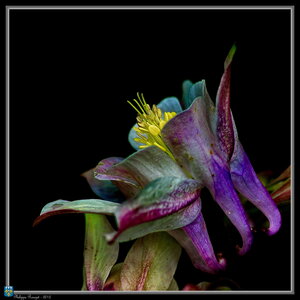 Macro, Récepteur de lumière, Ancolie