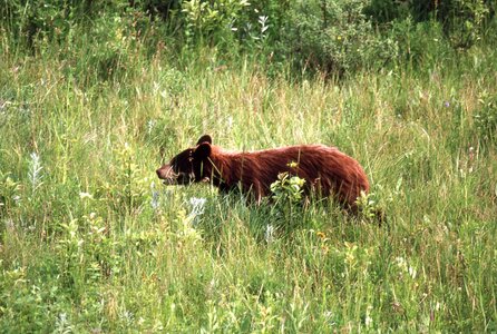 Canada 1992, WNPG 04