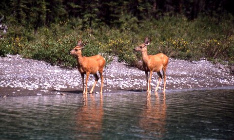 Canada 1992, Jasper 10
