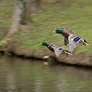 faune sauvage libre, L'escadrille