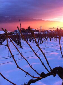 toscane verone, IMG_2108