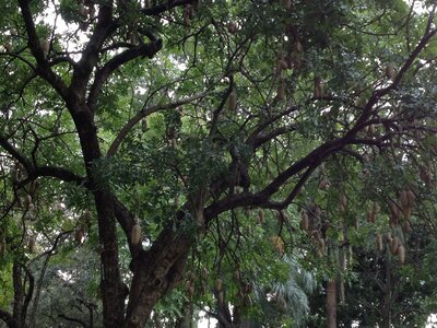 Brisbane, IMG_1378