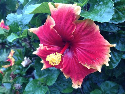 Brisbane, IMG_1383
