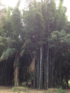 Brisbane, IMG_1388