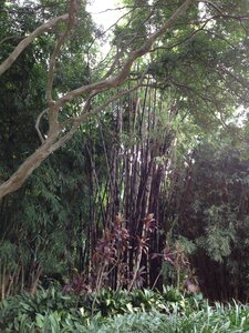 Brisbane, IMG_1390
