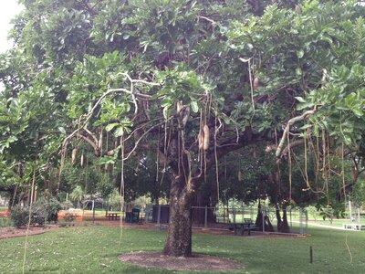 Brisbane, IMG_1395