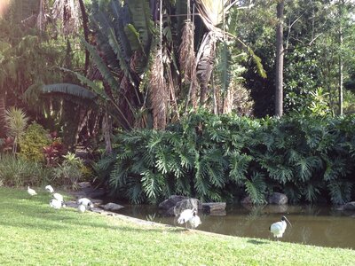 Brisbane, IMG_1436