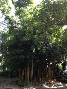 Brisbane, IMG_1445