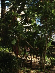 Brisbane, IMG_1446