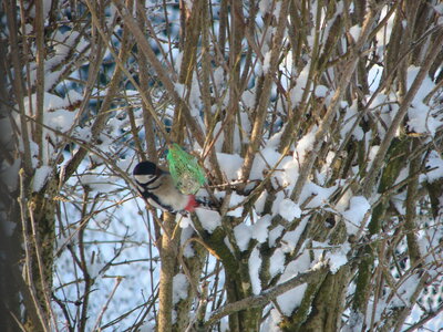 2009-02-08 Neige Frédéric-Fontaine, DSC01683
