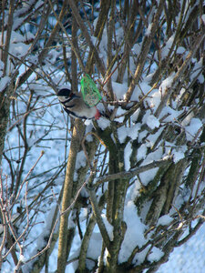 2009-02-08 Neige Frédéric-Fontaine, DSC01684