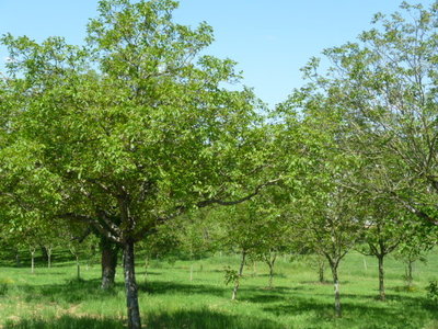2010 GRDL - GRAND RASSEMBLEMENT DES LAFAYE, E- RANDO VERS PLANSONNIE  127 
