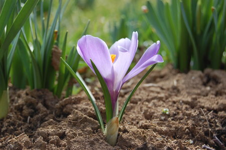 Fleurs, Crocus_vernus