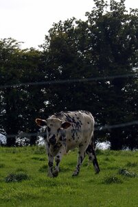 2012-05 - Saint-Sever-Calvados, DSC_0010
