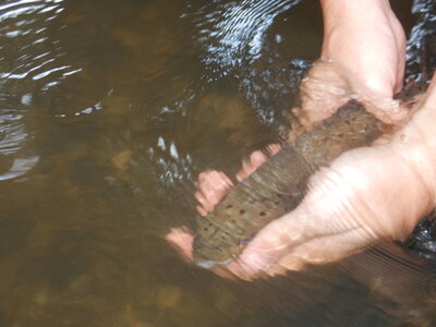Truite, peche 008