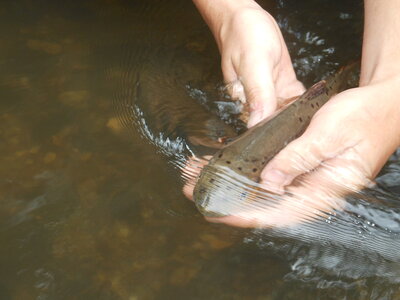 Truite, peche 010