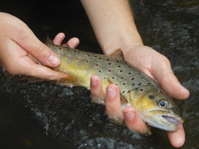 Truite, peche 011