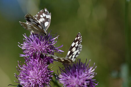 10 Léoncel et quelques papillons...., 03 papillons de Léoncel 2013 08 
