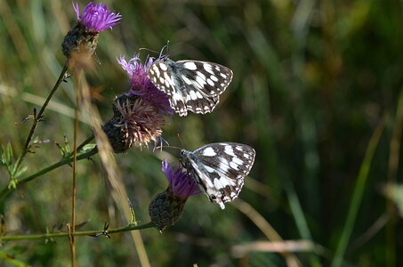 10 Léoncel et quelques papillons...., 05 deux demi-deuilsl 2013 08 