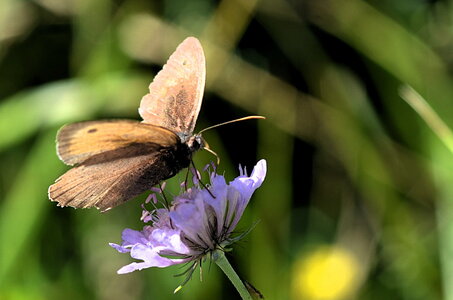10 Léoncel et quelques papillons...., 08 papillons de Léoncel 2013 08 