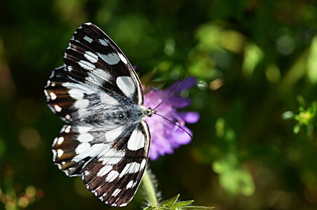 10 Léoncel et quelques papillons...., 10 papillons de Léoncel 2013 08 