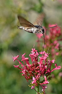 10 Léoncel et quelques papillons...., 17 papillon colibri  2013 08 