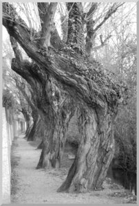 11 Black and White, arbres Canal Des Malcontents Valence 