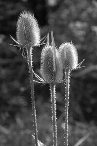 11 Black and White, Chardons