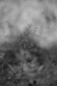 11 Black and White, Herbe