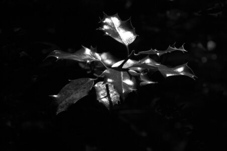 11 Black and White, houx