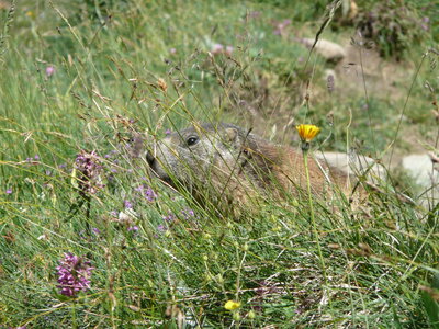 13-08-11 Col de la Loze (Vald'Isère), 13-08-11 Col de la Loze 06