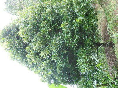 Judith, DSCN0940