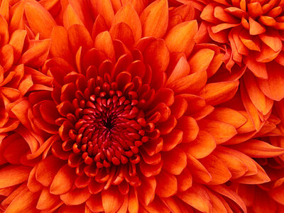 Essai, Chrysanthemum