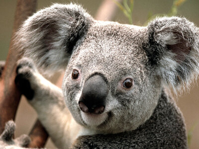 Essai, Koala