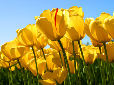 Essai, Tulips
