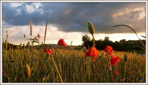 Mes plus belles photos, 54244466