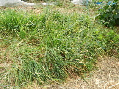 Fukuoka Bonfils -1- , touzelle semée sous serre en mai 2013. Certain pied sont montés, sans doute les petits grains.