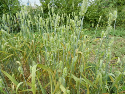 Fukuoka Bonfils -1- , Epautre et blé semé le 21 juin 2013. Le blé hérisson est vite monté aprés 4 ou 5 talles.