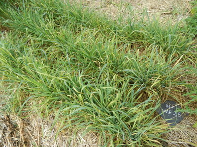 Fukuoka Bonfils -1- , Epautre et blé semé le 21 juin 2013. Un blé d'hiver pas encore monté malgré un semis très dense sur une des lignes de semis.