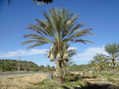 TUNISIE, 328-TunisieNov2010-palmeraie de Douz
