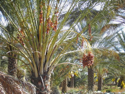TUNISIE, 337-TunisieNov2010-palmeraie de Douz