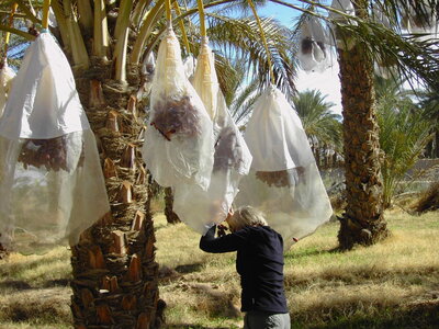 TUNISIE, 343-TunisieNov2010-palmeraie de Douz