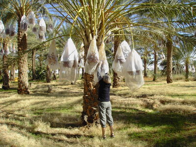 TUNISIE, 342-TunisieNov2010-palmeraie de Douz