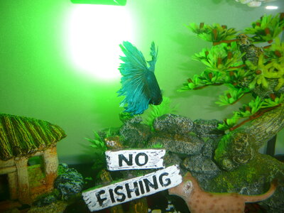 AQUARIUM 2013, P1100725