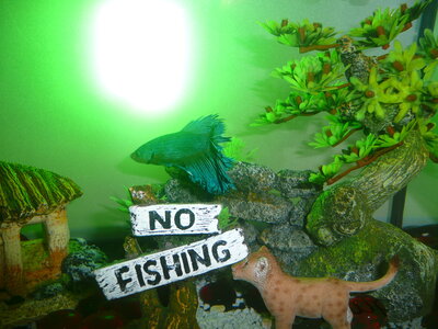 AQUARIUM 2013, P1100726