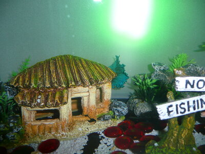 AQUARIUM 2013, P1100727
