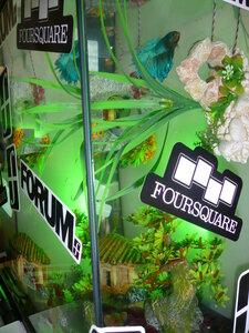 AQUARIUM 2013, P1100748